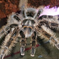 Brachypelma albopilosum