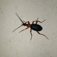 False bombardier beetle