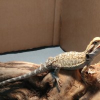 Baby Beardie