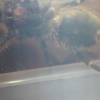 Grammostola pulchripes