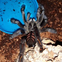 P.irminia