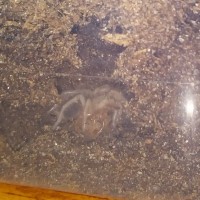 Grammostola pulchripes