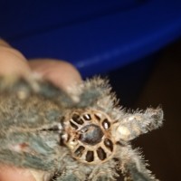 Avicularia Avicularia