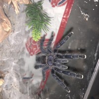 Avicularia sp Columbia