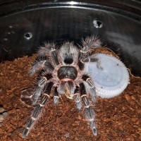 G.pulchripes