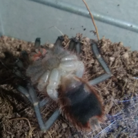 Grammostola Pulchripes