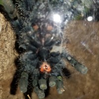 Avicularia avicularia