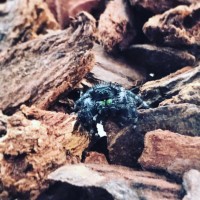 Phidippus audax