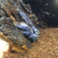 Poecilotheria metallica female