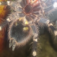 Geniculata M or F ?