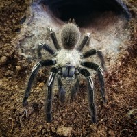 E. murinus