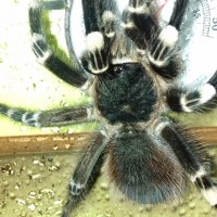 A.Geniculata male