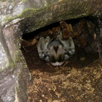 Theraphosa stirmi