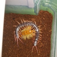 Freshly molted S. dehaani