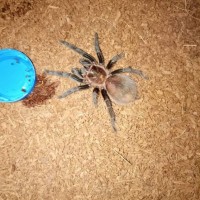 Sold As Brachypelma albopilosum