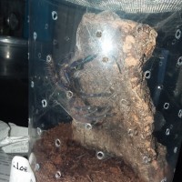 Poecilotheria metallica Molting