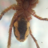 Hapalopus sp. Colombia (Pumpkin Patch)