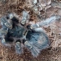 Grammostola pulchripes