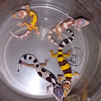 Leopard gecko hatchlings