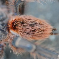 Theraphosinae spp. “Woolly Sunkist Orange” Wild Caught - Possible Thrixopelma