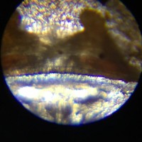A. seemani: Female?