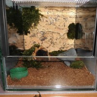 An upgrade for A.Geniculata terrarium.