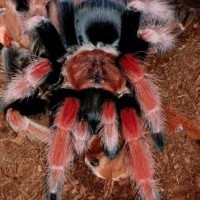 Brachypelma boehmei