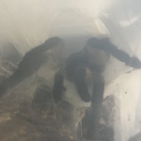 M. balfouri sac after 4 weeks