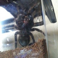 Brachypelma albopilosum