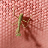 Tiny Mantis 1