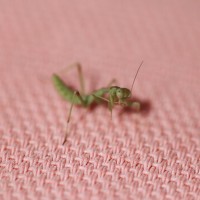 Tiny Mantis 2