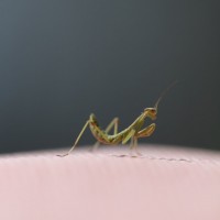 Tiny Mantis 3