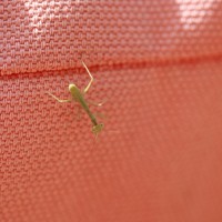 Tiny Mantis 4