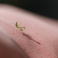 Tiny Mantis 5