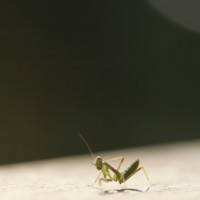 Tiny Mantis 6