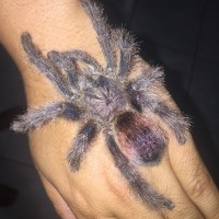 Is this a genuine Avicularia sp. Peru purple?