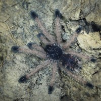 Avicularia avicularia