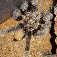 Feeding B.albopilosum