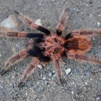 Bonnetina sp. “Chamela” - Mature Male