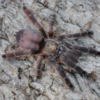 Tapinauchenius latipes - Female