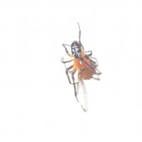 Unidentified spider