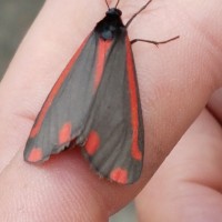 Anyone know moths?