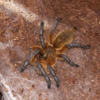 H.pulchripes sling