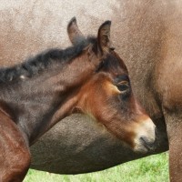 Born this morning, just hours old...