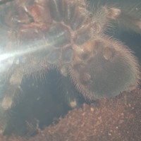 Acanthoscurria geniculata