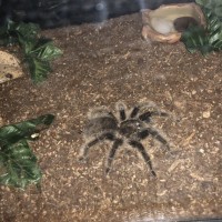 Brachypelma albopilosum