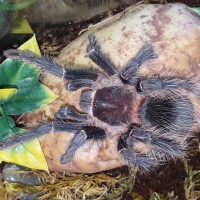 Lasiodora Parahybana