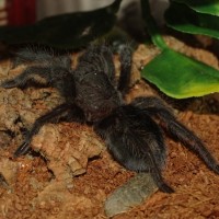 G. pulchra