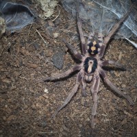 Hapalopus sp. Colombia Large - Mature Male