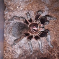 P.cancerides